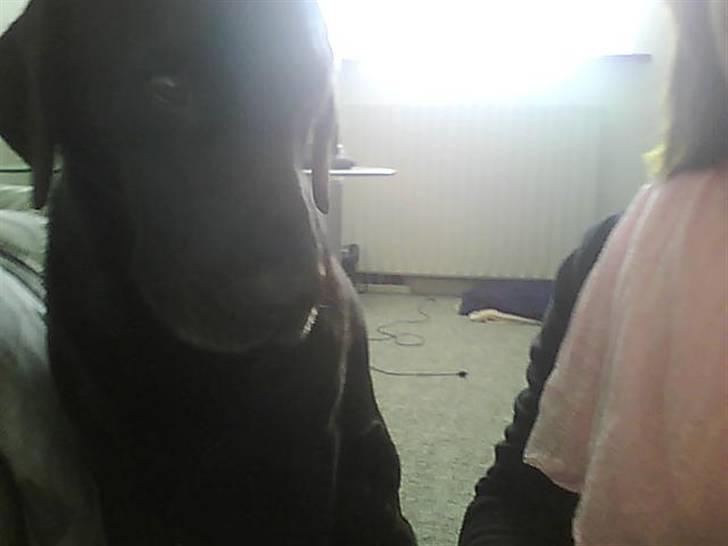 Labrador retriever Monty af Keis billede 5