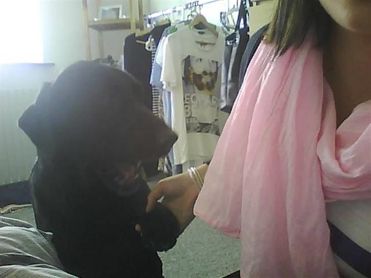 Labrador retriever Monty af Keis billede 6