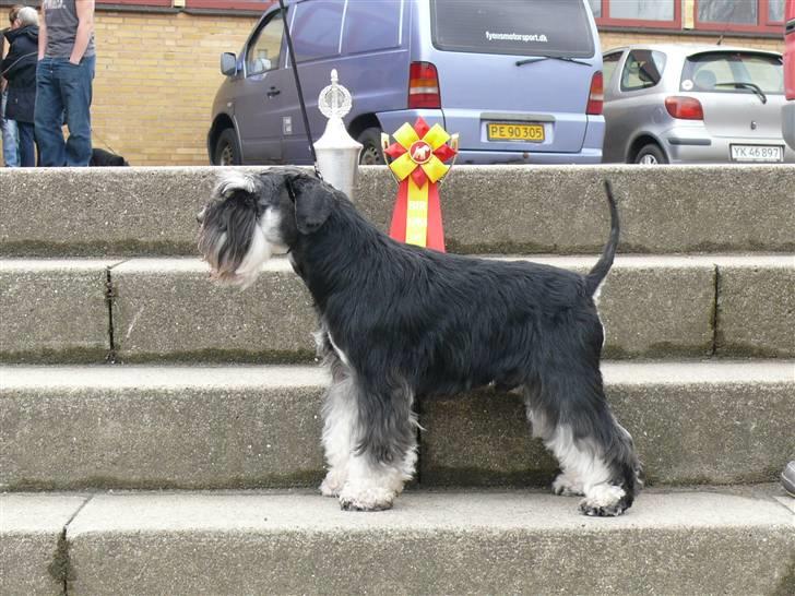 Dvaergschnauzer Black Beatles Nooki-Sunny billede 1