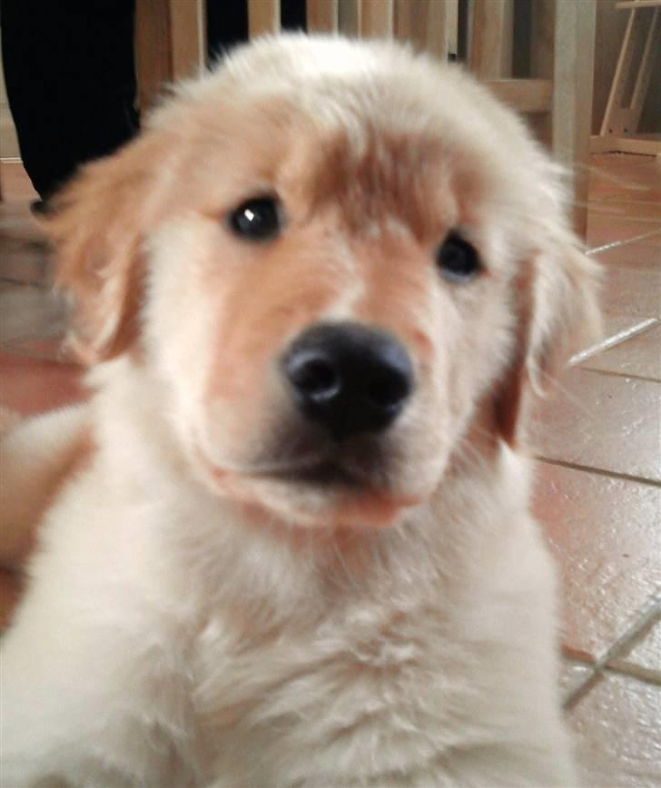 Golden retriever Leongolden Cha Cha Cha billede 17