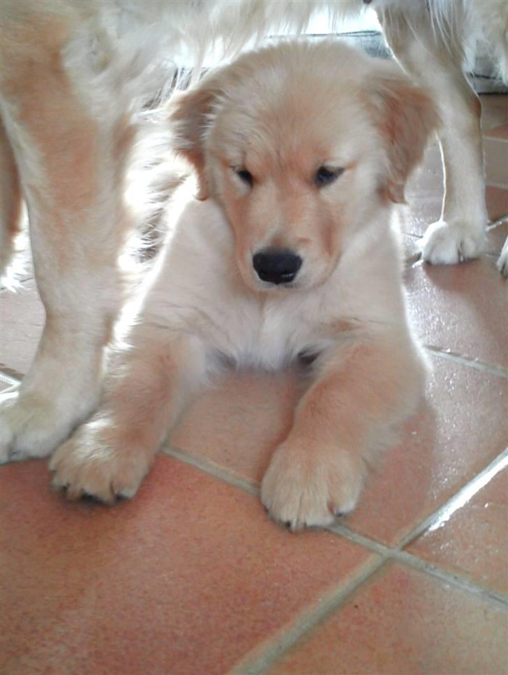 Golden retriever Leongolden Cha Cha Cha billede 18