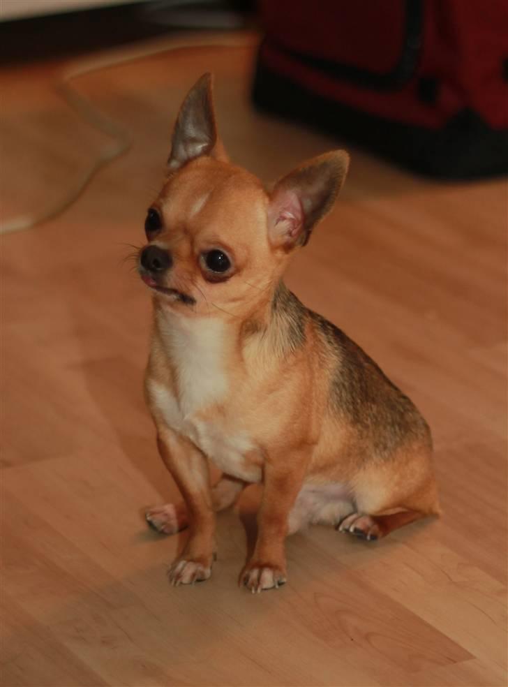 Chihuahua Itschy vom Hochmoor - Santos viser at han godt kan sidde pænt :) Taget af karins-foto 7/2-2011 billede 3