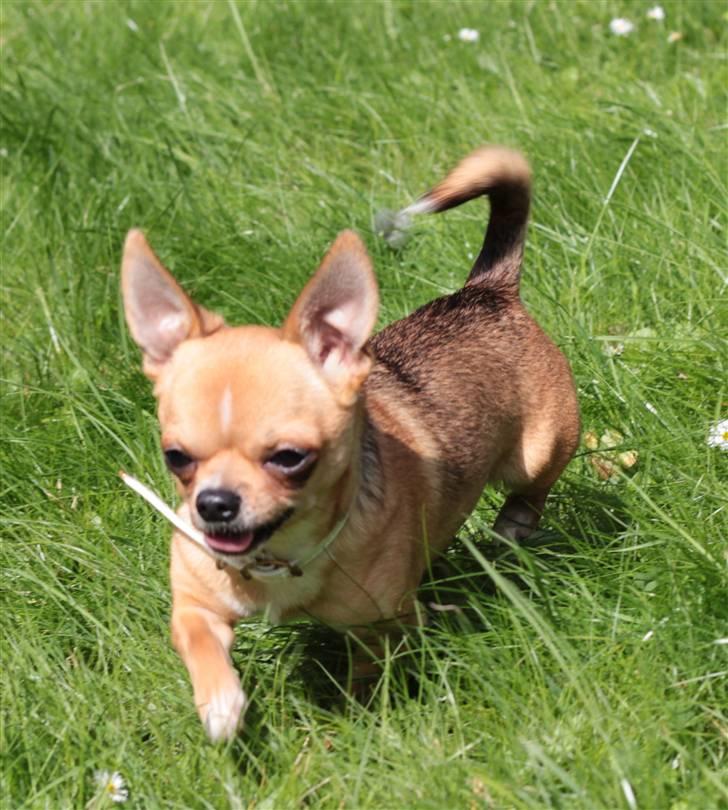 Chihuahua Itschy vom Hochmoor - Taget af Karins-fofo d. 26/8-2010 billede 4