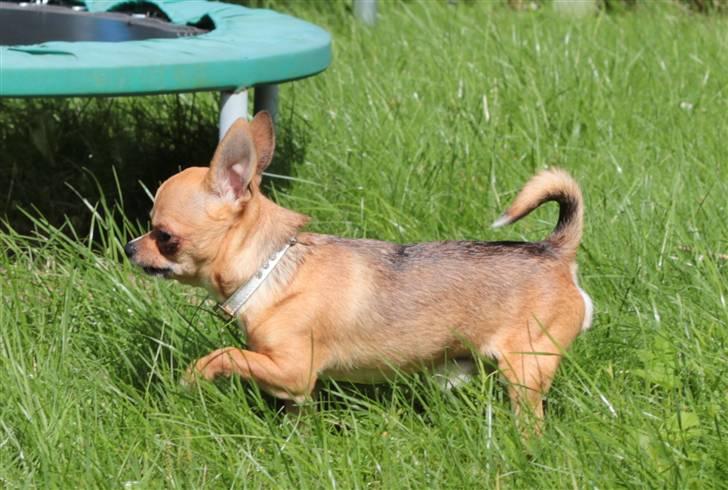 Chihuahua Itschy vom Hochmoor - Santos i haven d. 26/8-2010 Taget af Karins-fofo billede 5