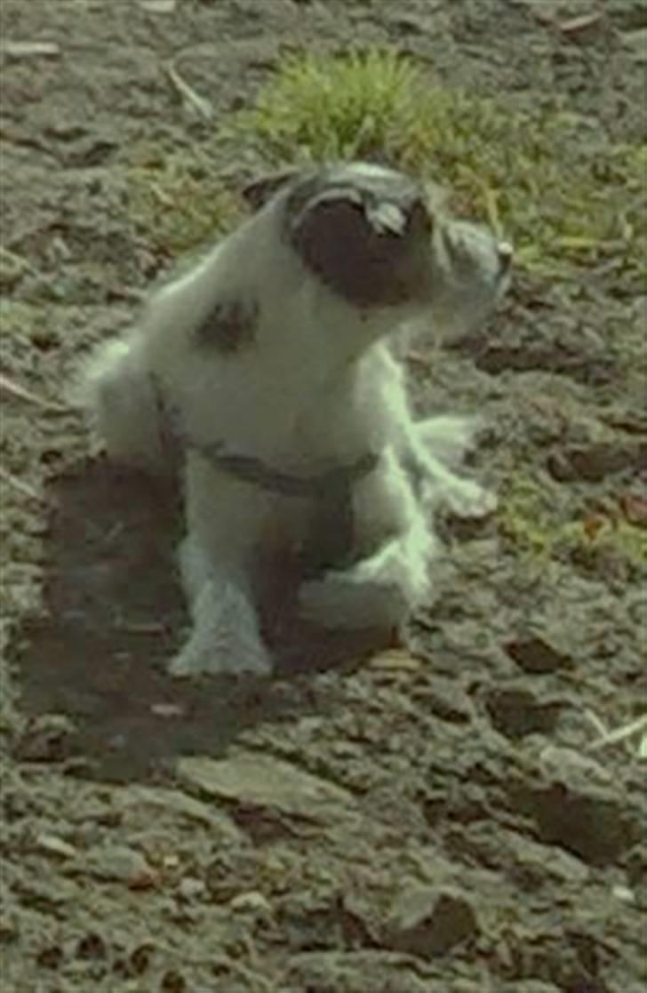 Jack russell terrier Pjevs billede 1