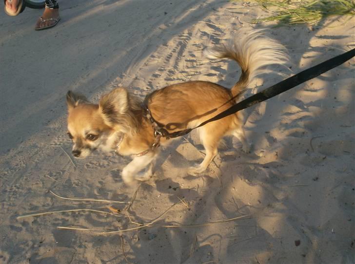 Chihuahua Daisey - 30Juli 2010 - Prinsessen er 1år og 6mdr gammel <3 billede 11