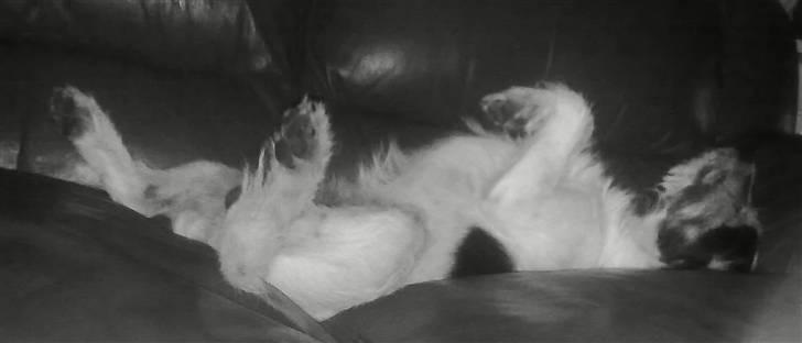 Jack russell terrier Pjevs billede 2