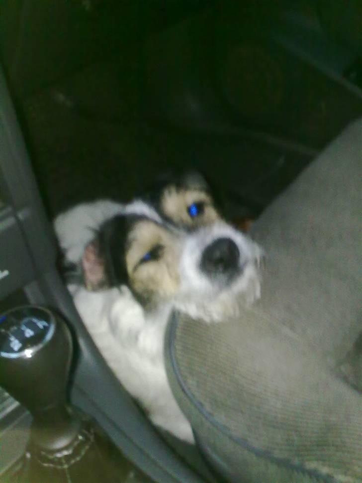 Jack russell terrier Pjevs billede 3