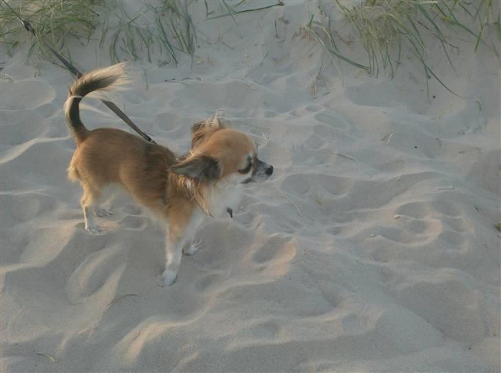 Chihuahua Daisey - 30Juli 2010 - Prinsessen er 1år og 6mdr gammel <3  billede 12