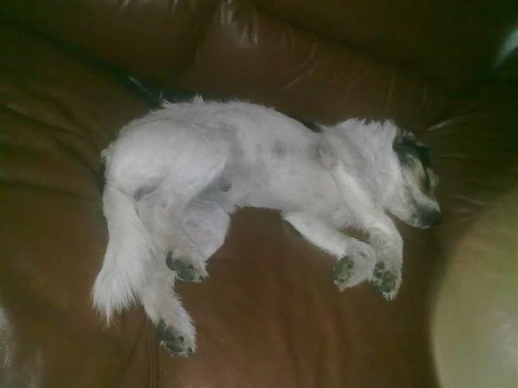Jack russell terrier Pjevs billede 4