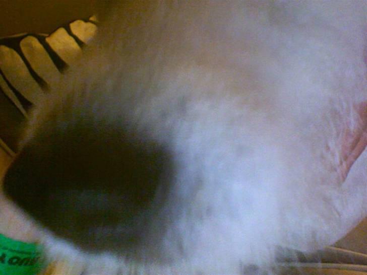 Jack russell terrier Ace (Himmelhund) billede 19