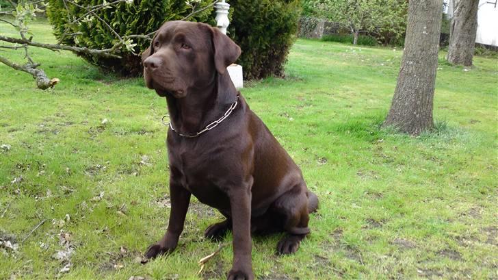 Labrador retriever Walder billede 1