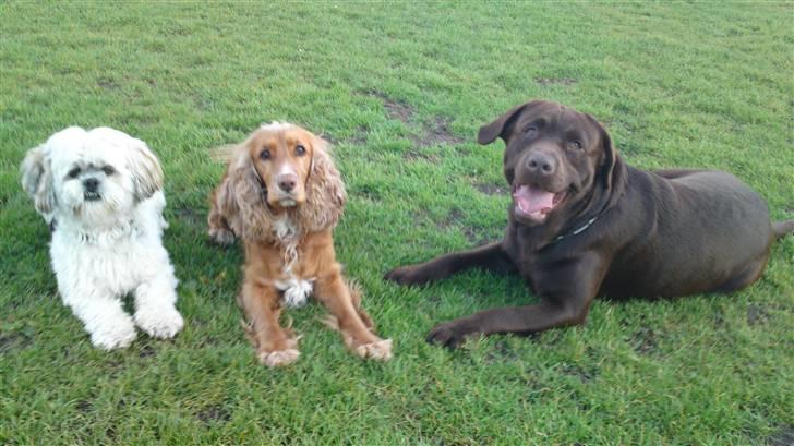 Labrador retriever Walder billede 2