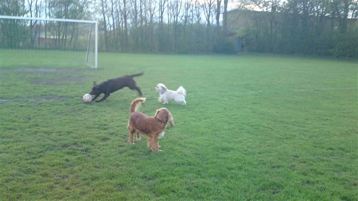 Labrador retriever Walder billede 3