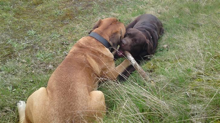 Labrador retriever Walder billede 4