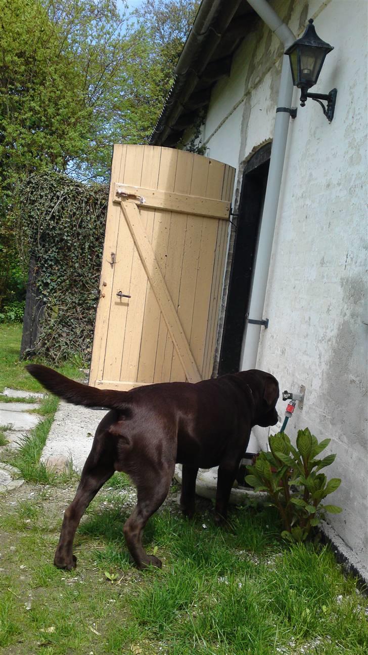 Labrador retriever Walder billede 5