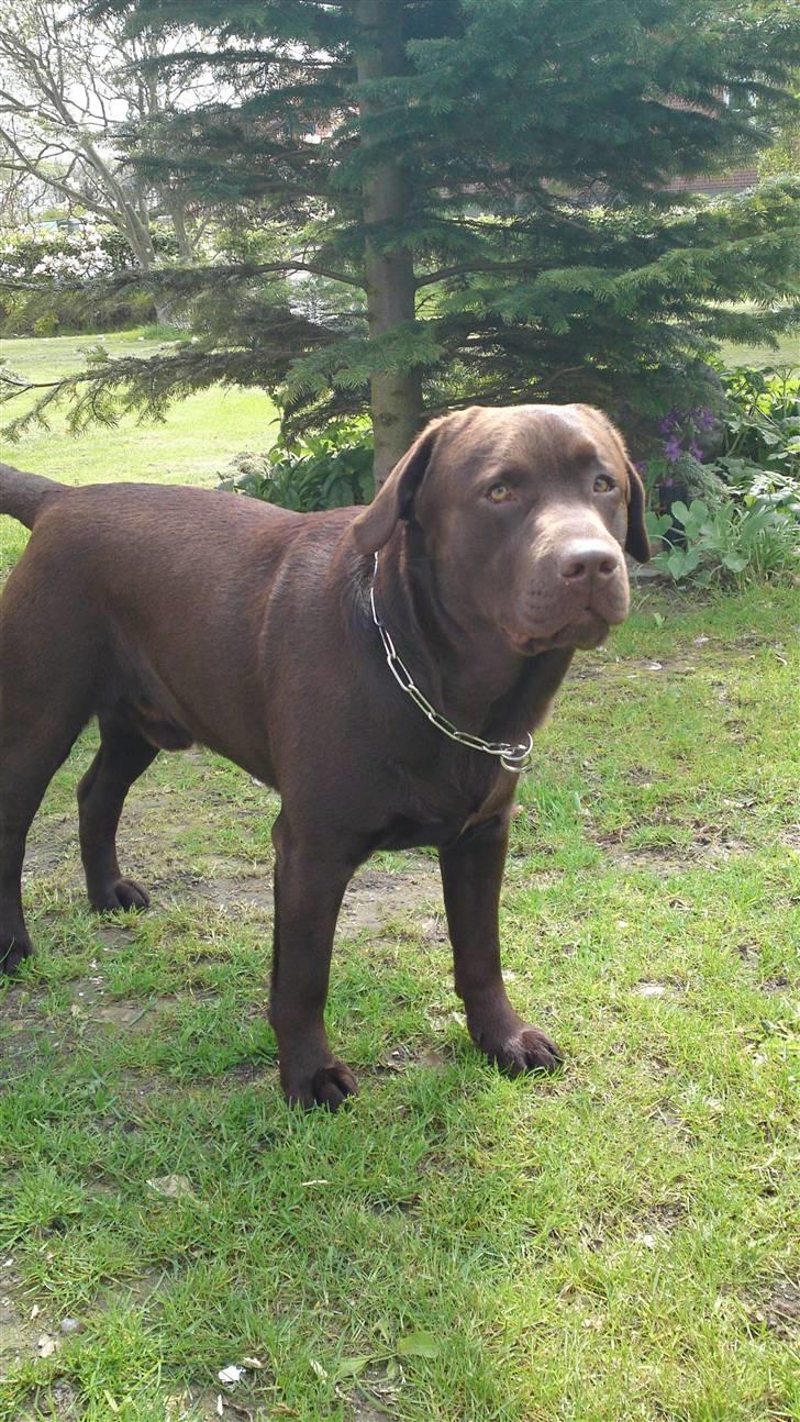 Labrador retriever Walder billede 6