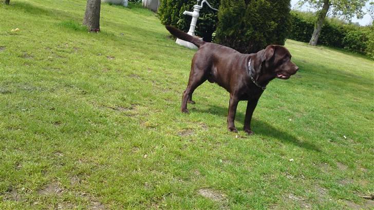 Labrador retriever Walder billede 7