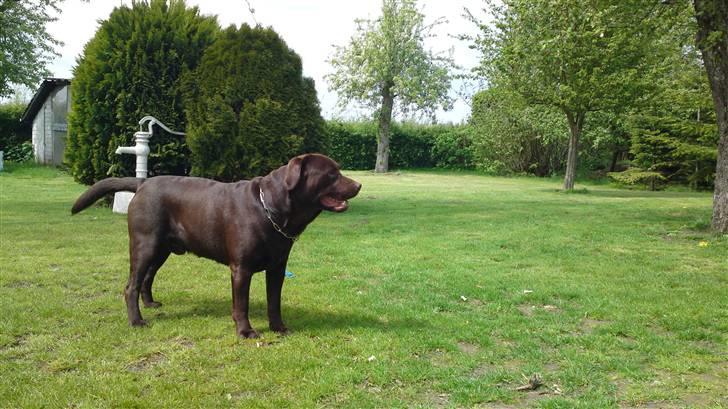 Labrador retriever Walder billede 8