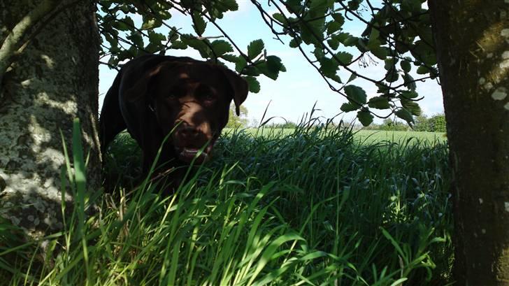 Labrador retriever Walder billede 9