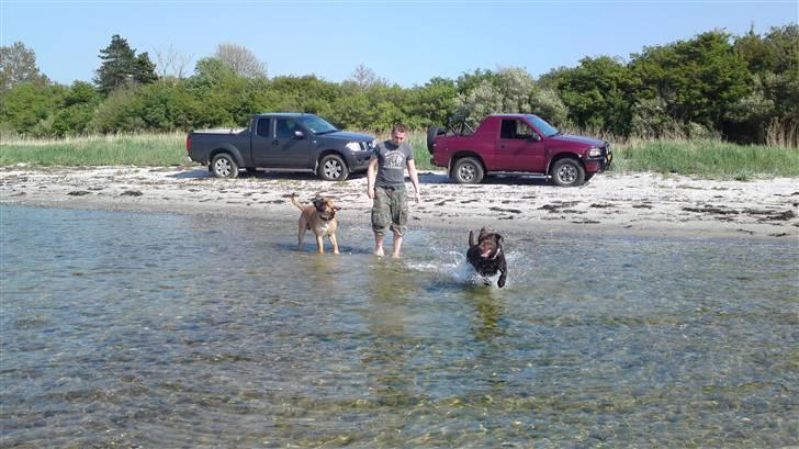 Labrador retriever Walder billede 10