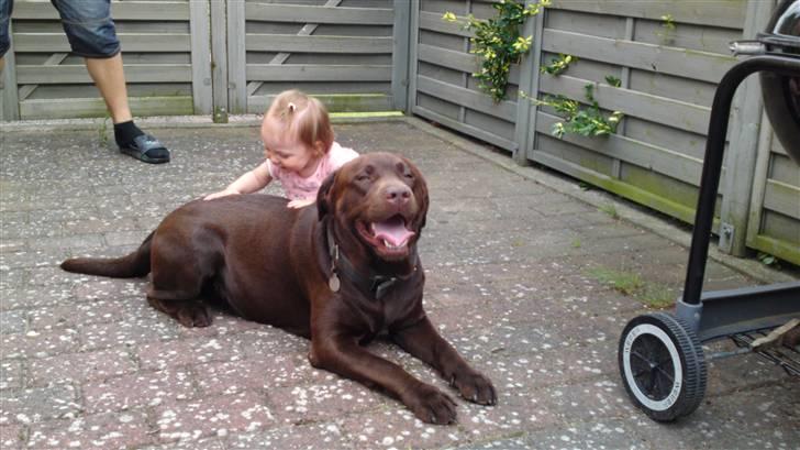 Labrador retriever Walder billede 11