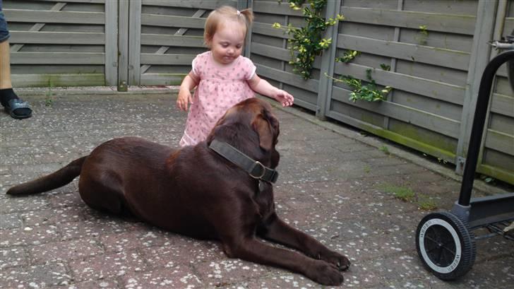 Labrador retriever Walder billede 12