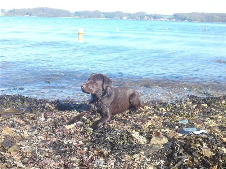 Labrador retriever Walder billede 13