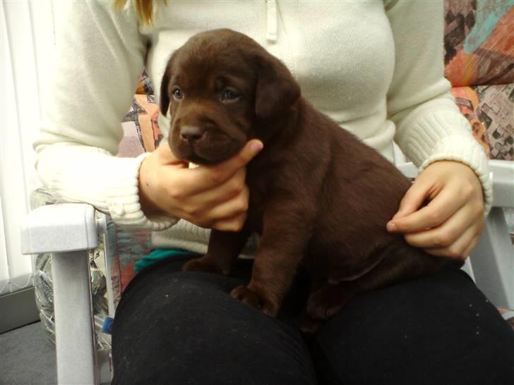 Labrador retriever Walder billede 14