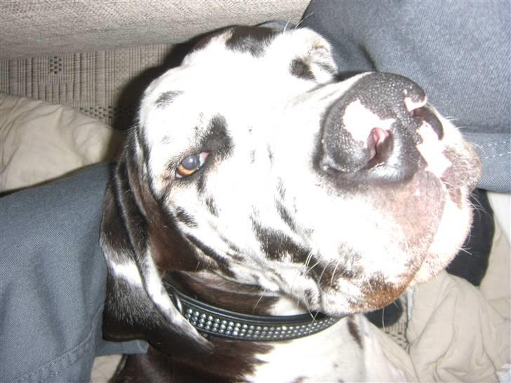 Grand danois Alma billede 14