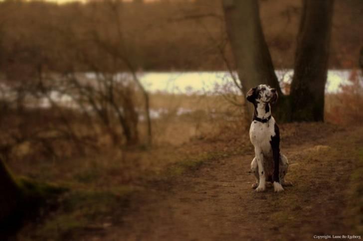 Grand danois Alma billede 15