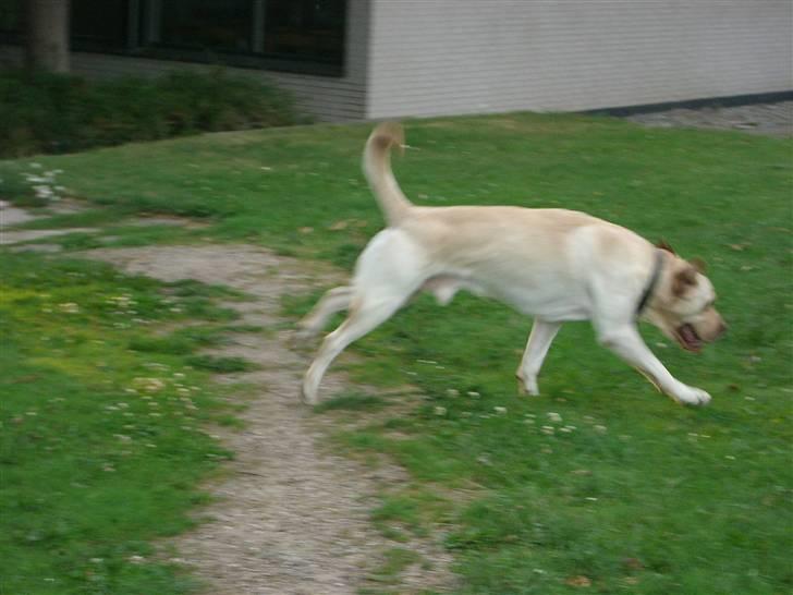 Labrador retriever Bamse (Solgt) billede 5
