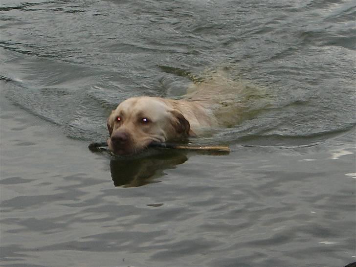 Labrador retriever Bamse (Solgt) billede 6