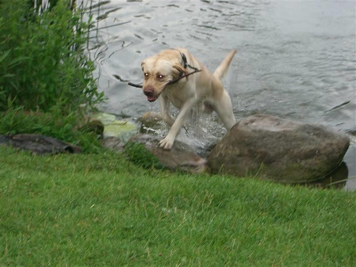 Labrador retriever Bamse (Solgt) billede 7