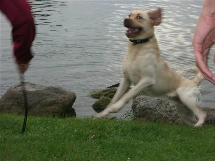 Labrador retriever Bamse (Solgt) billede 8