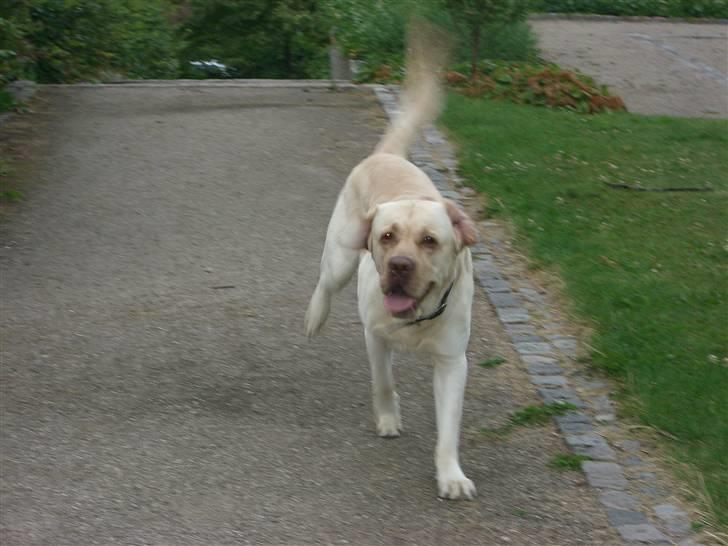 Labrador retriever Bamse (Solgt) billede 9