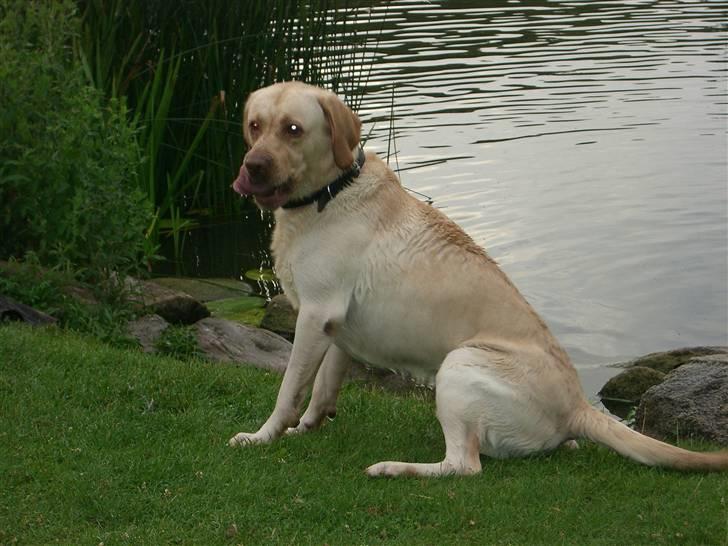 Labrador retriever Bamse (Solgt) billede 10