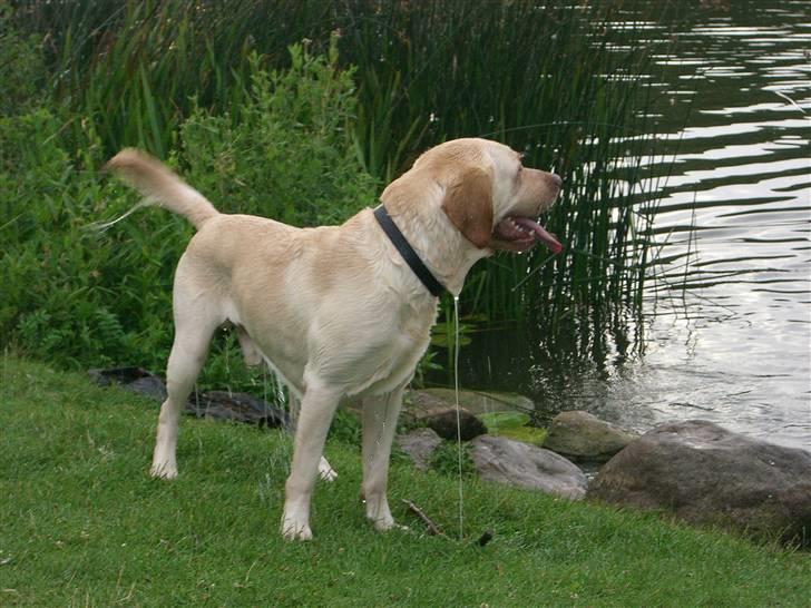 Labrador retriever Bamse (Solgt) billede 11