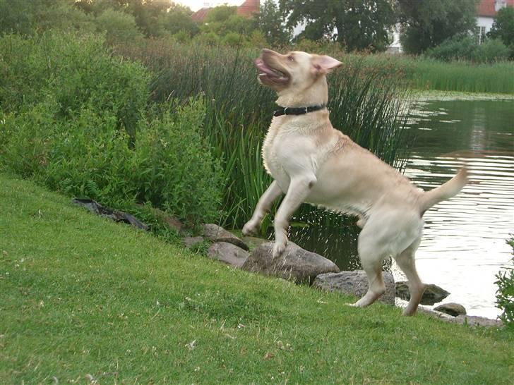 Labrador retriever Bamse (Solgt) billede 12