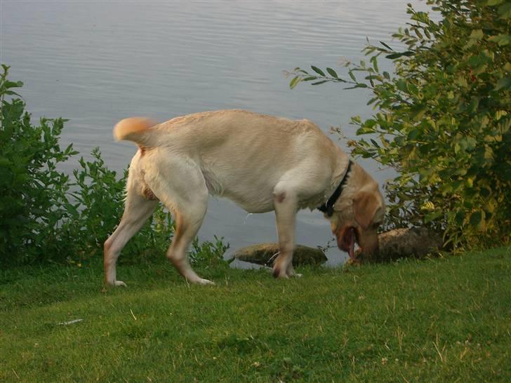 Labrador retriever Bamse (Solgt) billede 13