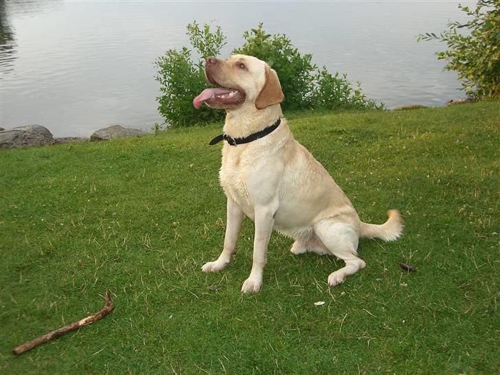 Labrador retriever Bamse (Solgt) billede 14