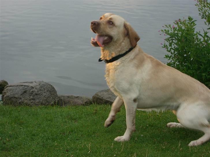 Labrador retriever Bamse (Solgt) billede 16