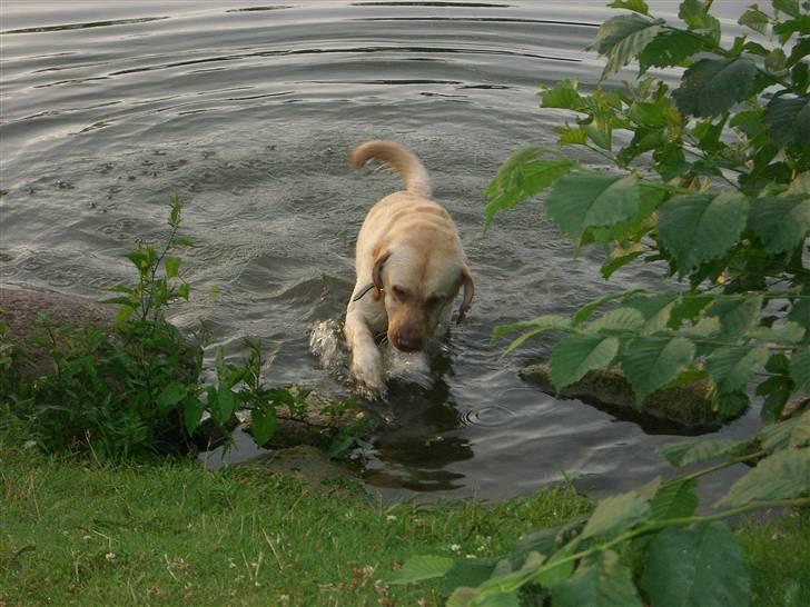 Labrador retriever Bamse (Solgt) billede 17