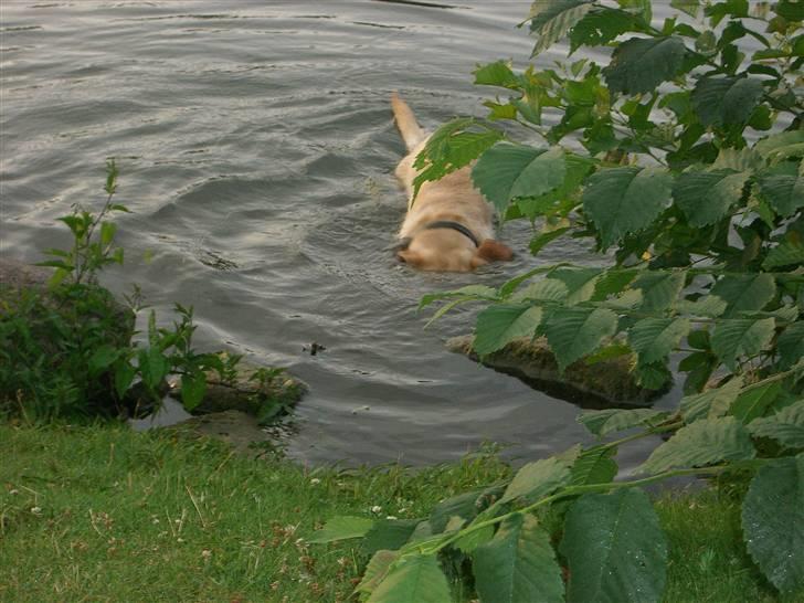 Labrador retriever Bamse (Solgt) billede 18