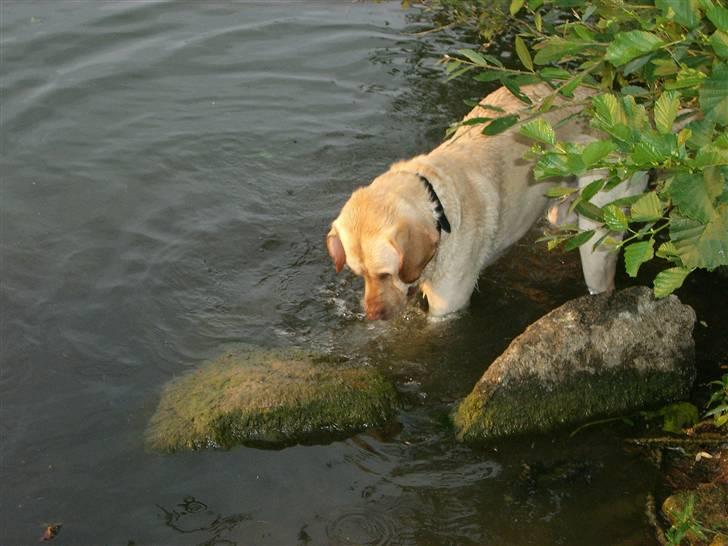 Labrador retriever Bamse (Solgt) billede 19