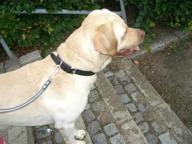 Labrador retriever Bamse (Solgt) billede 20