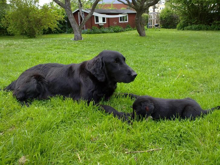 Flat coated retriever Champ - "Hugo" - 6 Uger, Gwen (mor) og Hugo :) billede 2