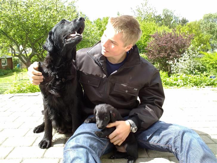 Flat coated retriever Champ - "Hugo" - 6 Uger, Gwen, Mig og Hugo :) billede 3