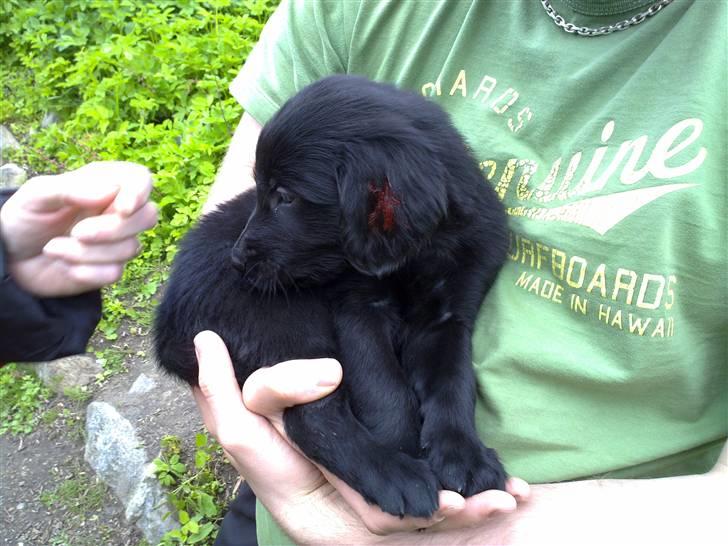 Flat coated retriever Champ - "Hugo" - 6 Uger billede 4