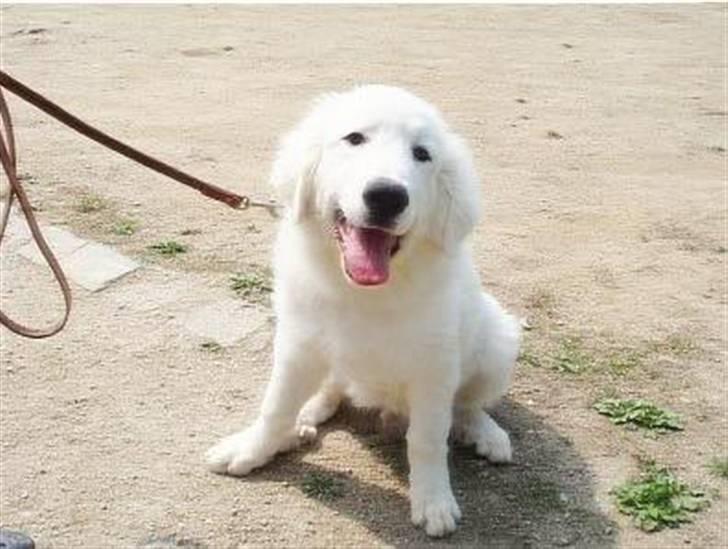 Pyreneerhund Vick billede 12